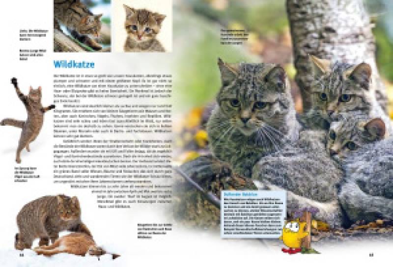 Preview: Entdecke heimische Wildtiere